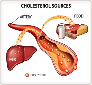 cholesterol-sources